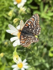 Euphydryas