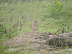 Streptopelia senegalensis