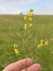 Sisymbrium polymorphum
