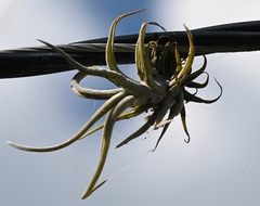 Tillandsia caput-medusae