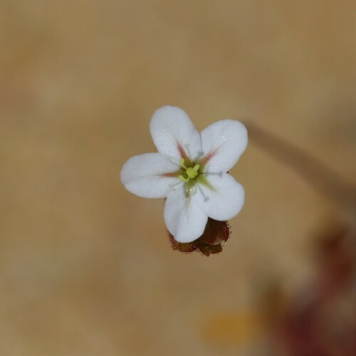 Drosera rechingeri (Drosera rechingeri)