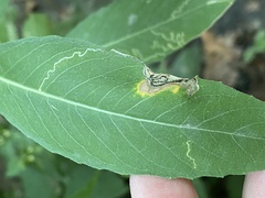 Mompha argentimaculella