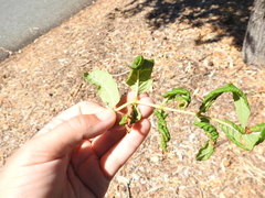 Prociphilus fraxinifolii