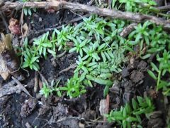 Callitriche
