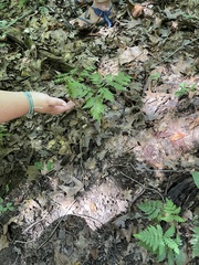 Botrypus virginianus