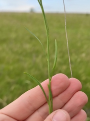 Sisymbrium polymorphum