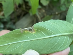 Mompha argentimaculella