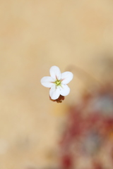 Drosera rechingeri