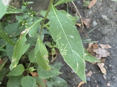 Mompha argentimaculella