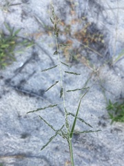 Sporobolus cryptandrus