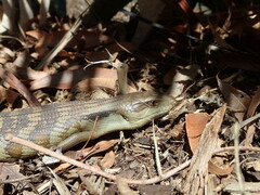 Tiliqua scincoides