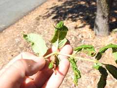 Prociphilus fraxinifolii