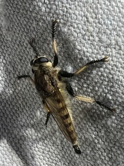 Promachus rufipes