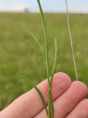 Sisymbrium polymorphum