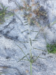 Sporobolus cryptandrus