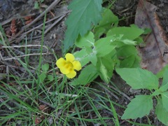 Erythranthe moschata