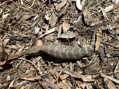 Tiliqua scincoides