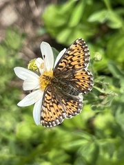 Boloria chariclea