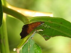 Pyrausta bicoloralis