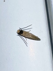 Tinea apicimaculella