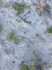 Sporobolus cryptandrus