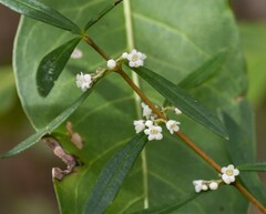Logania albiflora