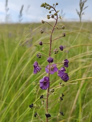 Verbascum phoeniceum