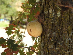 Andricus quercuscalifornicus