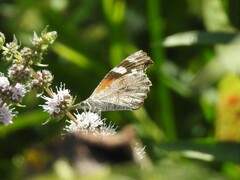 Libytheana carinenta