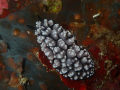 Phyllidiopsis krempfi