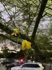 Parkinsonia aculeata