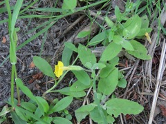 Erythranthe moschata