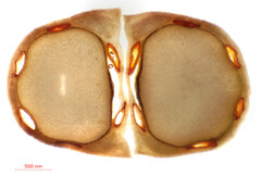 Cicuta maculata victorinii