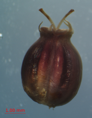 Cicuta maculata victorinii