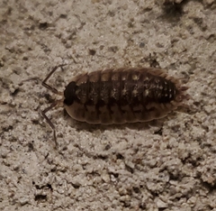 Porcellio spinicornis