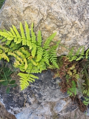 Dryopteris expansa