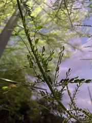 Parkinsonia aculeata