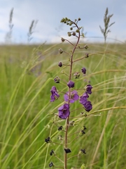 Verbascum phoeniceum