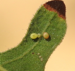 Neuroterus saltatorius