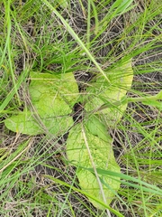 Verbascum phoeniceum