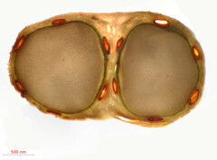 Cicuta maculata victorinii