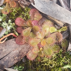 Drosera aberrans
