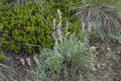 Oxytropis splendens