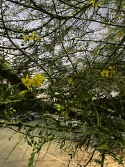 Parkinsonia aculeata