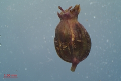 Cicuta maculata victorinii