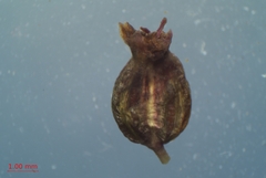 Cicuta maculata victorinii