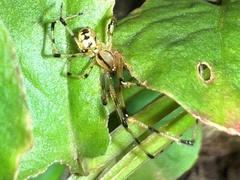 Phylloneta pictipes