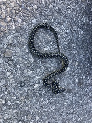 Lampropeltis nigra
