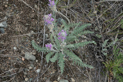 Oxytropis splendens