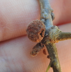 Burnettweldia washingtonensis